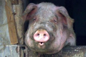 Noi cazuri de pestă în patru localităţi din judeţ