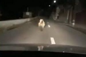 ALERTĂ de urs pe o stradă din Mureş!