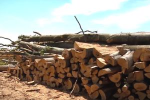 Reporteri Netflix, agresaţi în timp ce filmau un documentar despre mafia lemnului din România