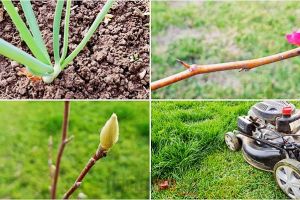 Gutui înflorit, magnolie cu boboci, ceapă verde şi pătrunjel. În plină toamnă, la Satu Mare!