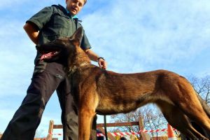 Cetatea câinilor: a început campionatul internaţional de câini ciobăneşti belgieni şi olandezi în Oradea (FOTO / VIDEO)