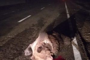 Mureş: Încă un urs lovit mortal de o maşină!