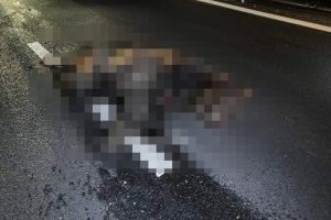 Urs lovit de o maşină la Praid. Animalul este rănit