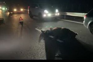 Urs lovit de o maşină lângă Praid!