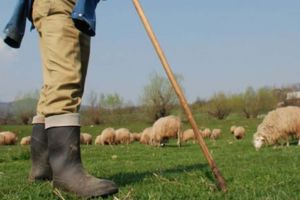 Pedepse cu închisoarea pentru doi ciobani, tată şi fiu, după ce au „rupt” în bătaie doi bărbaţi pe o păşune din Gârbova