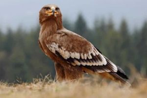 Cercetătorii ruşi aduşi la sapă de lemn după ce un VULTUR a trimis sute de SMS-uri la suprapreţ