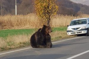 Urs accidentat grav. Autorităţile încă nu ştiu ce să facă