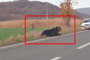 VIDEO. Urs lovit în plin de o maşină. În agonie, la locul accidentului, de peste 15 ore
