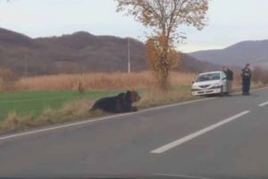 VIDEO. Lovit de o maşină, un URS a fost lăsat de către autorităţi 12 ore pe şosea, în agonie, cu membrele fracturate. Este aşteptată autorizaţia de la Bucureşti pentru a fi ucis