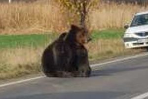 VIDEO REVOLTĂTOR: Urs rănit de o maşină, lăsat în agonie peste 10 ore!