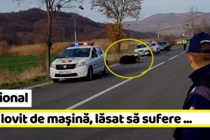 Naţional: Urs lovit de maşină, lăsat să sufere pe marginea drumului