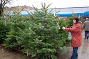 Află cât costă brazii pentru Crăciun!