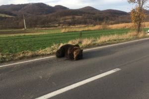 Ursul lovit la Praid aseară a fost împuşcat astăzi