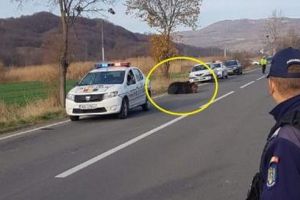 Ursul rănit în accidentul de la Praid, tranchilizat şi împuşcat