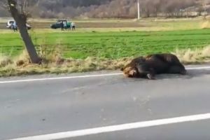 Inuman! Un urs rănit grav într-un accident de maşină a fost lăsat de autorităţi să agonizeze 18 ore pe marginea drumului! (VIDEO)