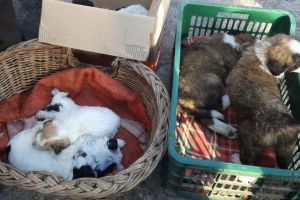FOTO. Câini vânduţi ilegal în Piaţa de Vechituri. Free Life va depune sesizări