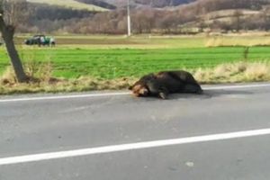 Cazul ursului lăsat 18 ore în agonie: prefect demis de ministrul de Interne!