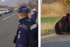 Animal Society, reacţie dură în cazul ursului lăsat 18 ore în agonie!