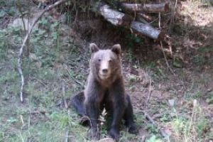 Directorul DSVSA Harghita despre cazul ursului ranit: 