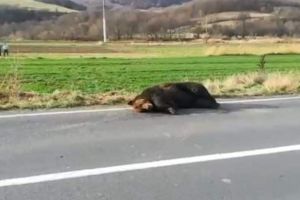 Prefectul judeţului Harghita, demis din funcţie după cazul revoltător al ursului lovit de o maşină