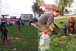 FOTO. O mână de voluntari a plantat 37 de puieţi de tei în municipiul Satu Mare