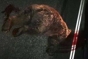 FOTO – Ursoaică lovită mortal de o maşină pe DN1 în apropiere de Bradu