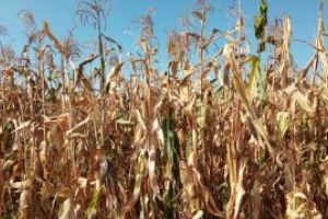 Romania a importat produse agroalimentare de peste 5,43 miliarde de euro, la 8 luni