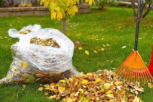 Start la curăţenia de toamnă pe străzile Sătmarului. Anunţul Primăriei