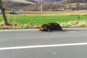 Încă un urs lovit mortal de o maşină