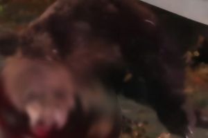 Ursoaică lovită mortal pe DN1!