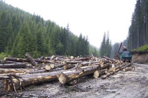 Peste 20 de metri cubi de lemne au fost confiscaţi de poliţişti în zona Bazinului Ciucului de Jos