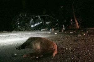 Porci mistreţi, loviţi de două autovehicule, în Braşov