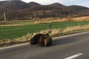 Scrisoare deschisă către ministrul Mediului: demiterea prefectului în cazul ursului de la Praid nu rezolvă situaţia!