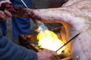 Pesta porcină africană schimbă tradiţia! Prezenţa veterinarului a devenit OBLIGATORIE la sacrificarea porcilor