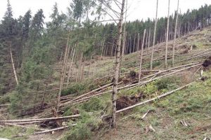 Peste 25.000 de hectare din pădurile Sucevei, afectate de fenomenele meteo extreme