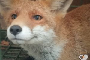 FOTO Vulpoi salvat în cartierul Terezian Sibiu; o vulpe apare des în Cisnădioara