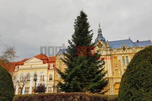 FOTO. Bradul de zece metri din Piaţa Libertăţii, donat de o sătmăreancă