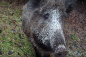 Caz nou de pestă porcină la mistreţi confirmat în judeţul Sibiu – Autorităţile iau măsuri