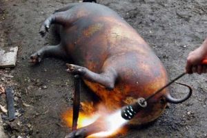 Tăierea porcului în gospodărie, numai cu aviz de la medicul veterinar: Directiva lui Daea creează un val de nemulţumiri