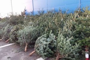 Romsilva scoate la vânzare 40.000 de pomi de Crăciun – Cât costă un brad anul acesta