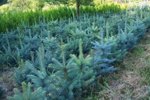 Care va fi preţul brazilor de Crăciun: Romsilva scoate la vânzare în acest an zeci de mii de brazi