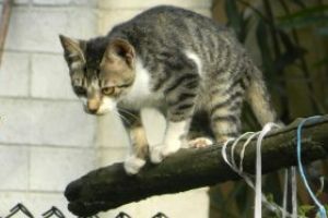 O noua meserie in China: detectiv high-tech pentru pisicile ratacite