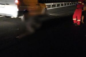 Urs lovit de o maşină într-o comună mureşeană!