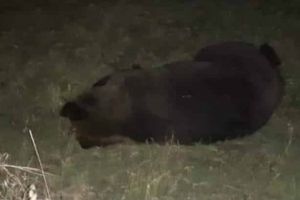 Un al treilea URS a fost lovit MORTAL, în doar 48 de ore, pe şoselele din ţară. Accidentul a avut loc pe DN13A, în judeţul Mureş