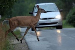 Două căprioare au fost lovite mortal pe şosea în două localităţi din Harghita
