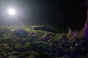 Al treilea urs lovit mortal de o maşină