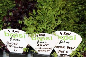 Boósi Farm, pasiunea pentru Microgreens