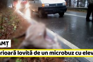 NEAMȚ: Căprioară lovită de un microbuz cu elevi (FOTO)