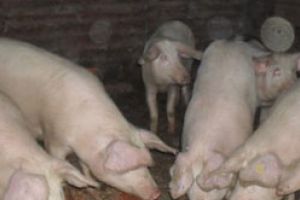 Teleorman: 229 de focare de pestă porcină africană active în gospodăriile populaţiei şi alte 534 de cazuri la mistreţi