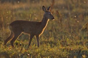 Caprioara accidentata mortal de un microbuz in care se aflau copii